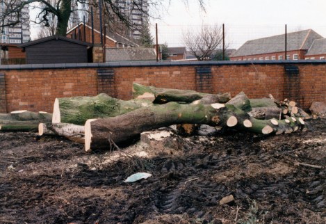 All that was left of the trees used to "welcome" new boys to the school.